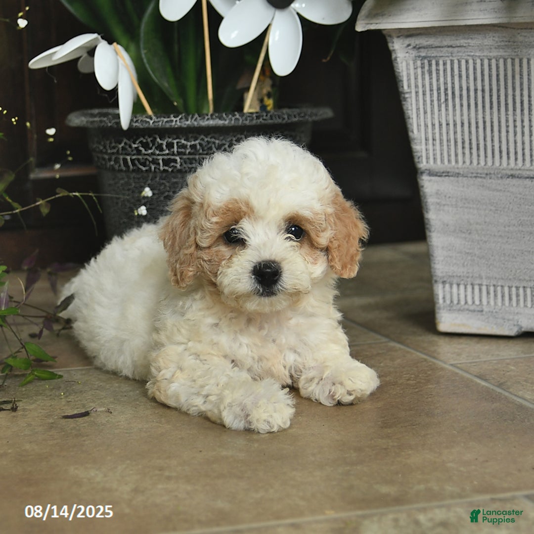 Shihpoo dogs for sale: Willow - Image 1