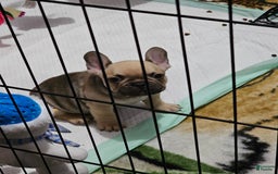 French Bulldog dogs for sale: Chocolate - Image 7