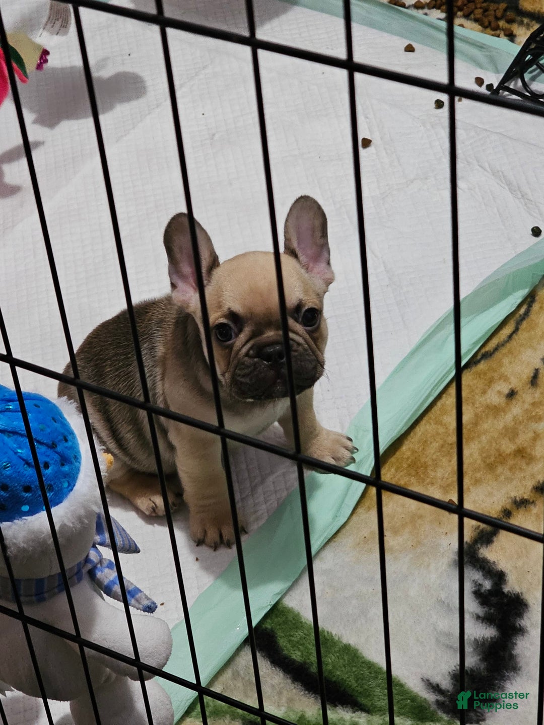 French Bulldog dogs for sale: Chocolate - Image 7