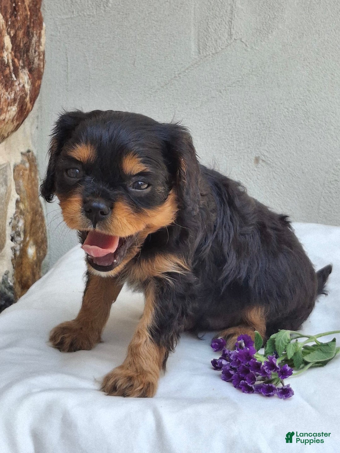 Cavalier King Charles Spaniel dogs for sale: Sparkle - Image 3