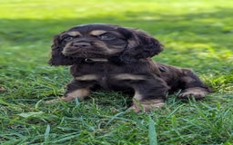 Cocker Spaniel dogs for sale: Ranger - Image 3