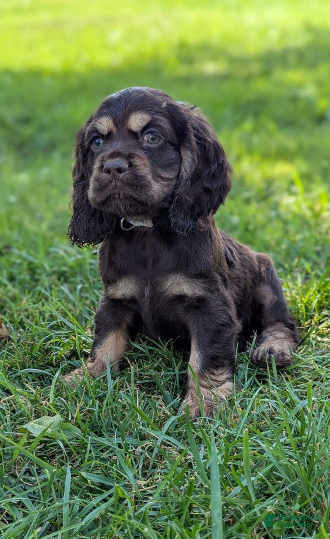 Cocker Spaniel dogs for sale: Ranger - Image 3