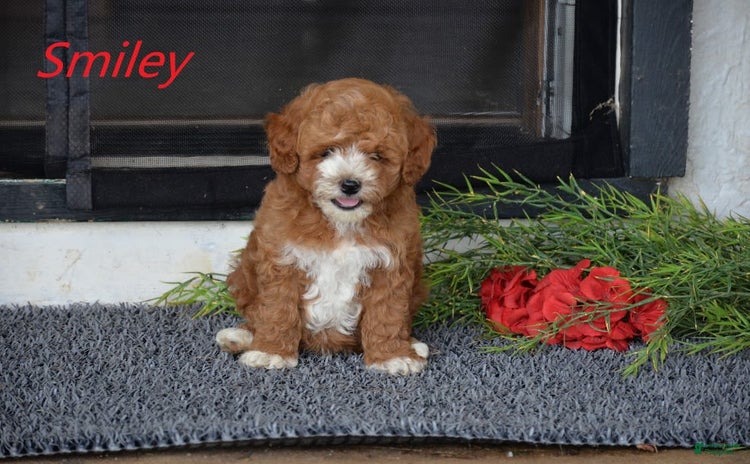 Miniature Poodle dogs for sale - Ad 3