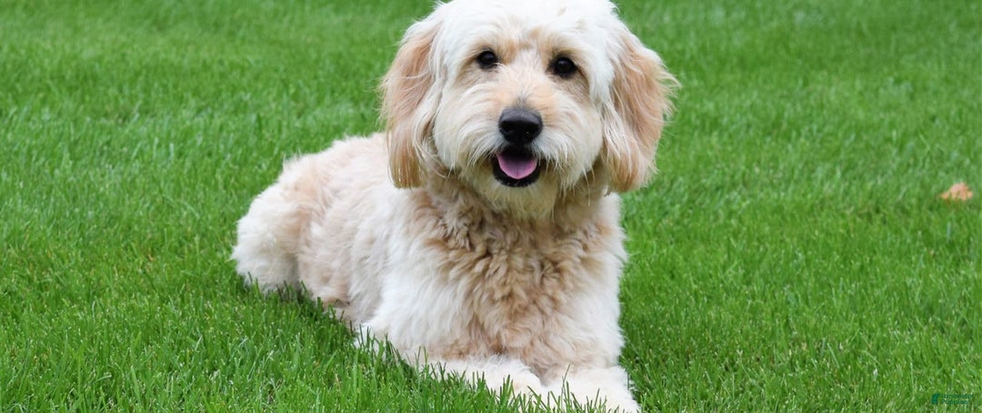 Mini Goldendoodle dogs for sale: Petite Scotty - Image 10