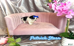 Yorkshire Terrier dogs for sale: Patrick Starr - Image 13