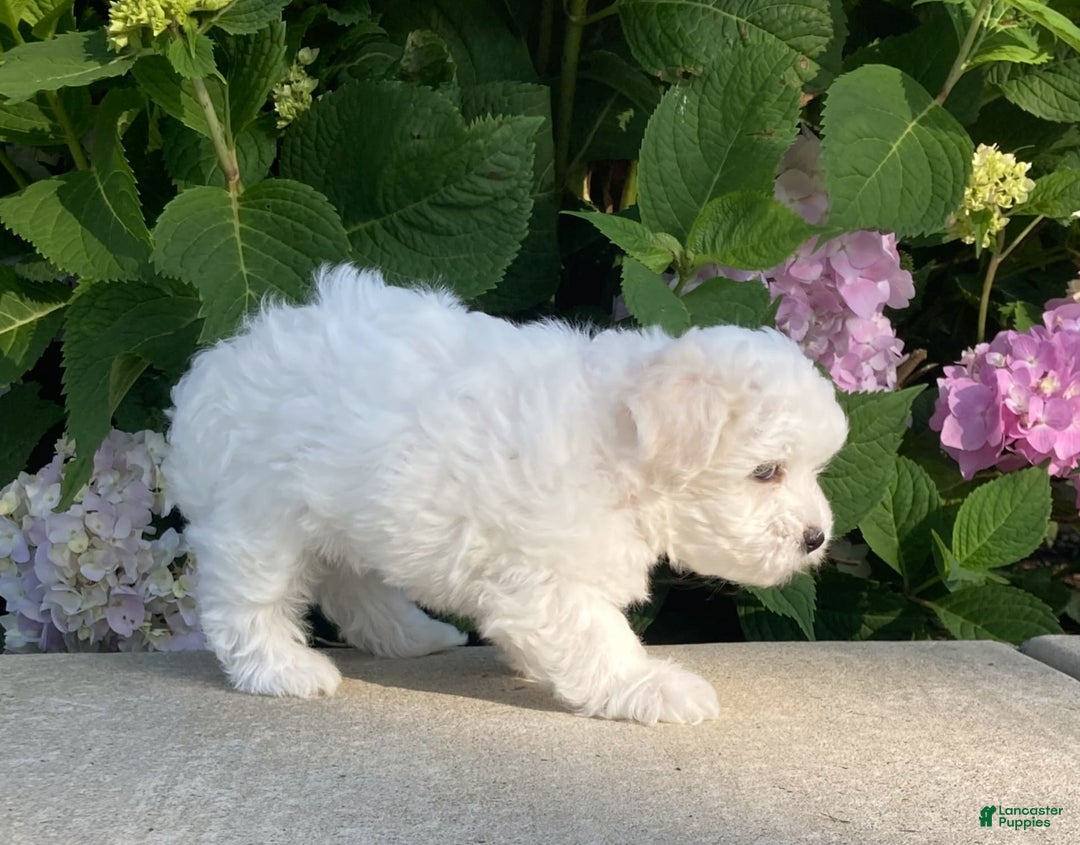 Coton De Tulear dogs for sale: Pearl - Image 18
