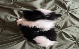 Pomeranian dogs for sale: Lexi Black - Image 4