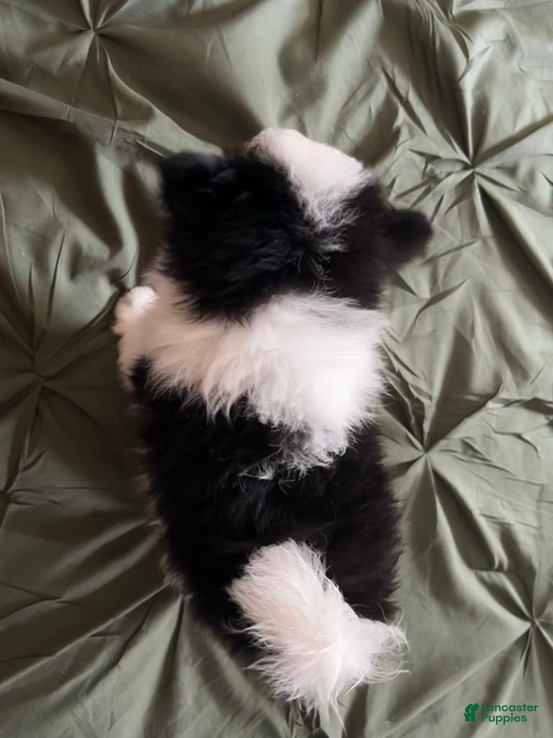 Pomeranian dogs for sale: Lexi Black - Image 4