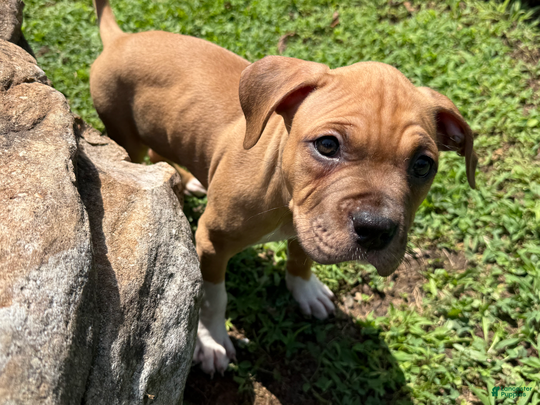 American Pit Bull Terrier dogs for sale: Spice - Image 18