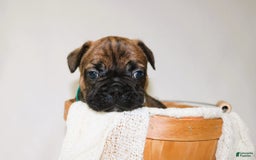 French Bulldog dogs for sale: Apollo Akc 🐾 - Image 10