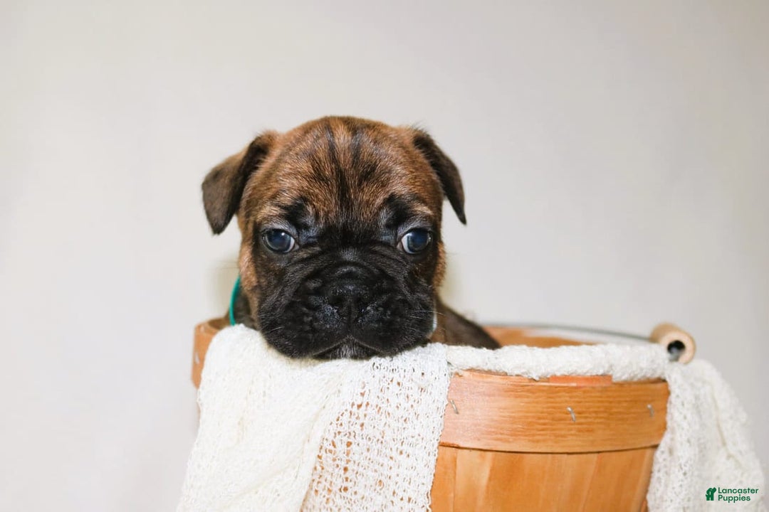 French Bulldog dogs for sale: Apollo Akc 🐾 - Image 10