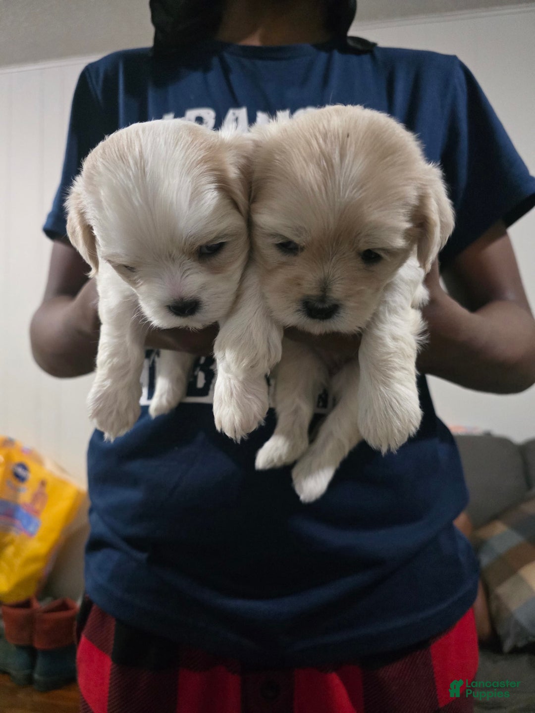 Cavapoo dogs for sale: Female 1 Brunos Girls Twin - Image 5