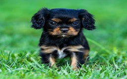 Cavalier King Charles Spaniel dogs for sale: Archie - Image 1