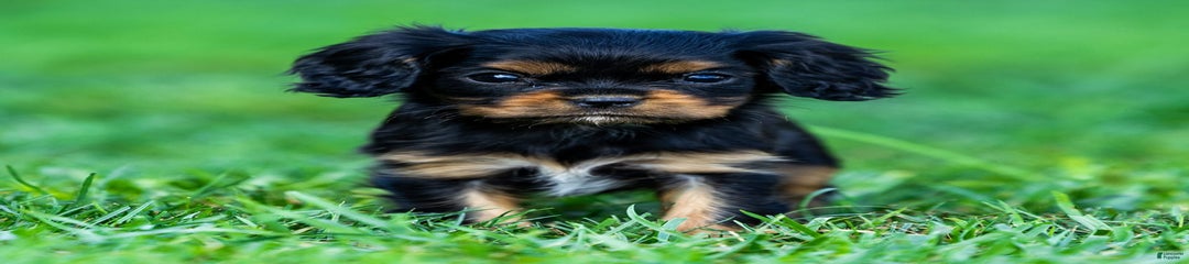 Archie