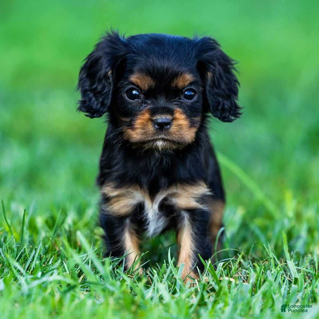 Cavalier King Charles Spaniel dogs for sale: Archie - Image 1