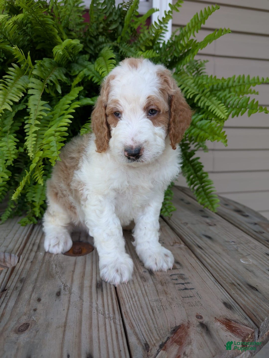 Goldendoodle dogs for sale: Ace - Image 10