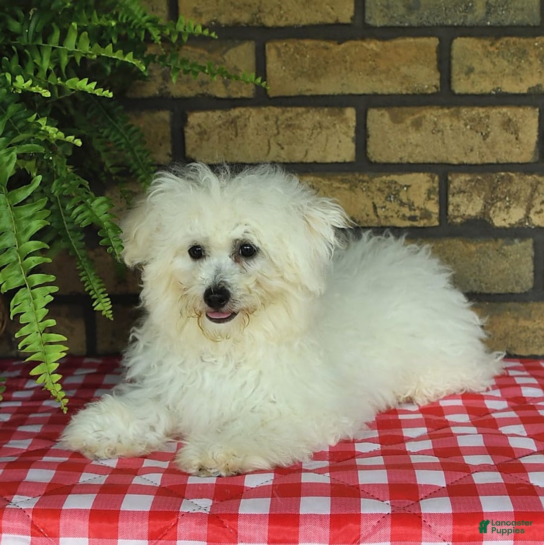 Havapoo dogs for sale: Thomas - Image 14