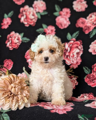 Toy Poodle dogs for sale - Ad 4