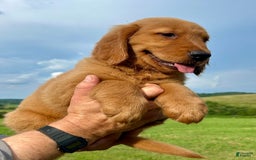 Golden Retriever dogs for sale: Clifford - Image 10