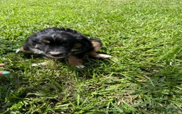  dogs for sale: Toy Australian Shepherd 2 puppies - Image 12