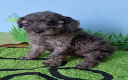 Mini Aussiedoodle dogs for sale: Basil - Image 1