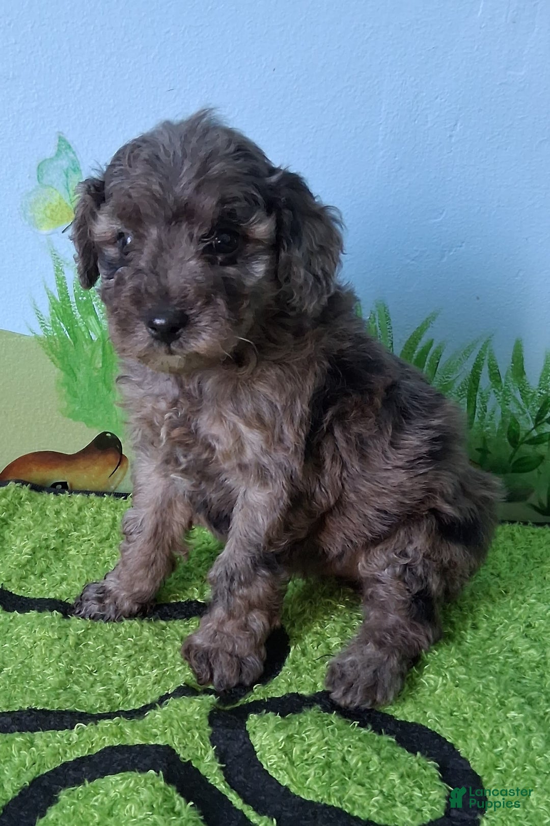 Mini Aussiedoodle dogs for sale: Basil - Image 1