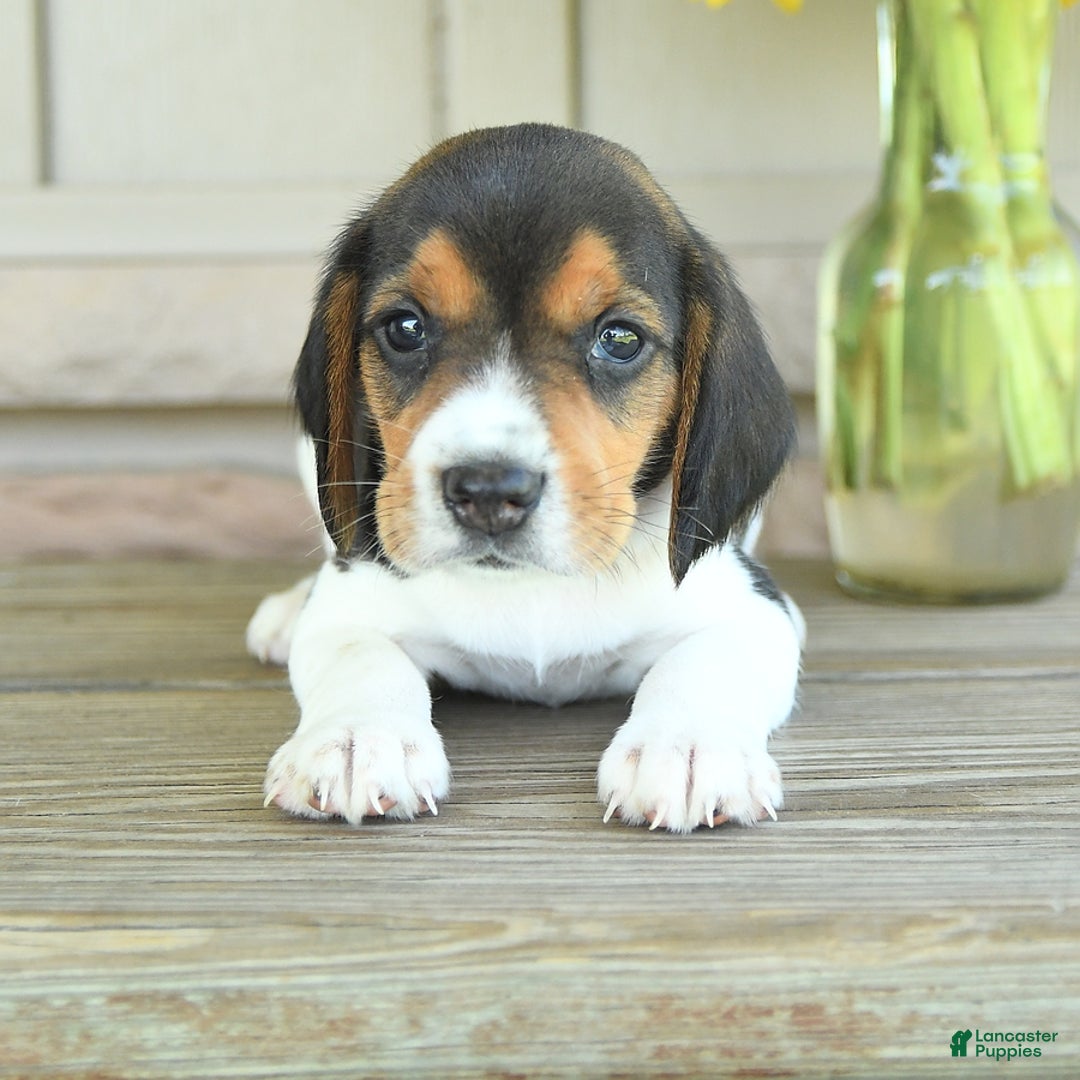Beagle dogs for sale: Taffy - Image 6