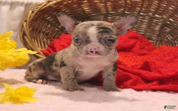 French Bulldog dogs for sale: Allison - Image 1