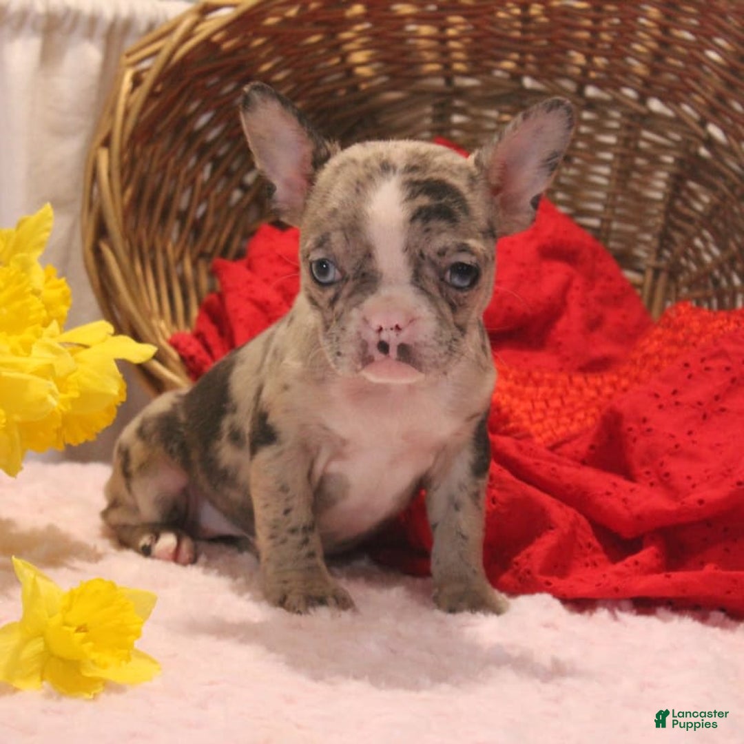 French Bulldog dogs for sale: Allison - Image 1