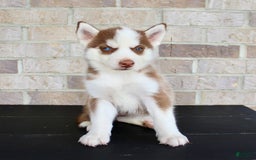 Siberian Husky dogs for sale: Addy - Image 1