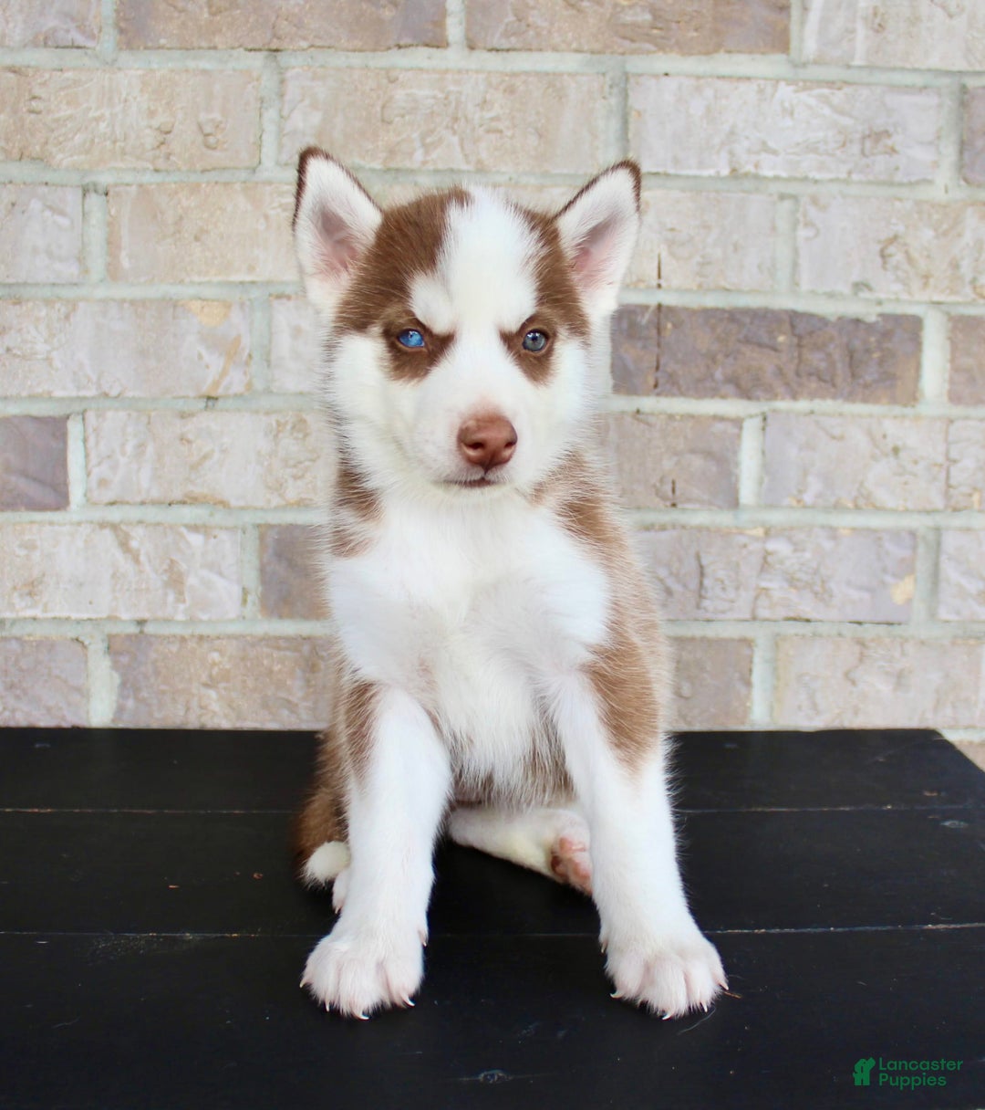 Siberian Husky dogs for sale: Addy - Image 1
