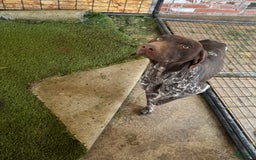 German Shorthaired Pointer dogs for sale: Girl 4 - Image 3