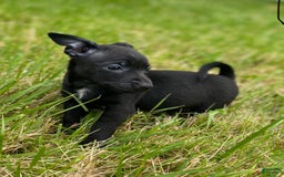 Chihuahua dogs for sale: Suki - Image 1