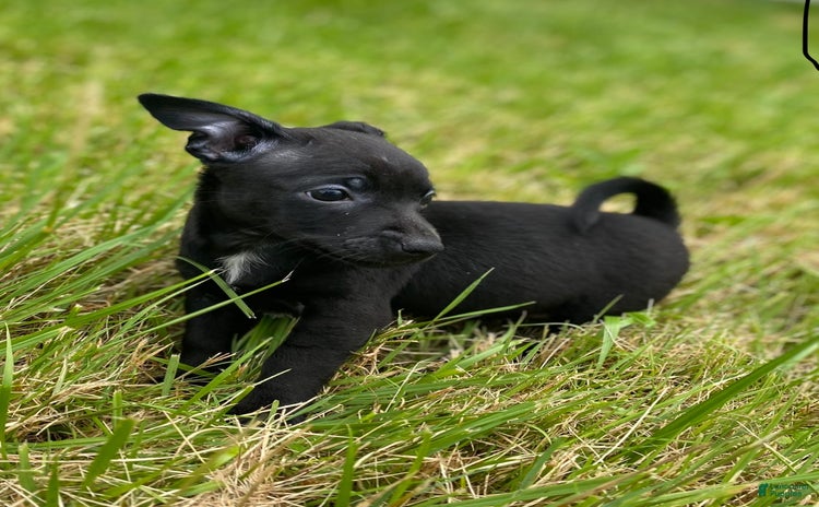 Chihuahua dogs for sale - Ad 1