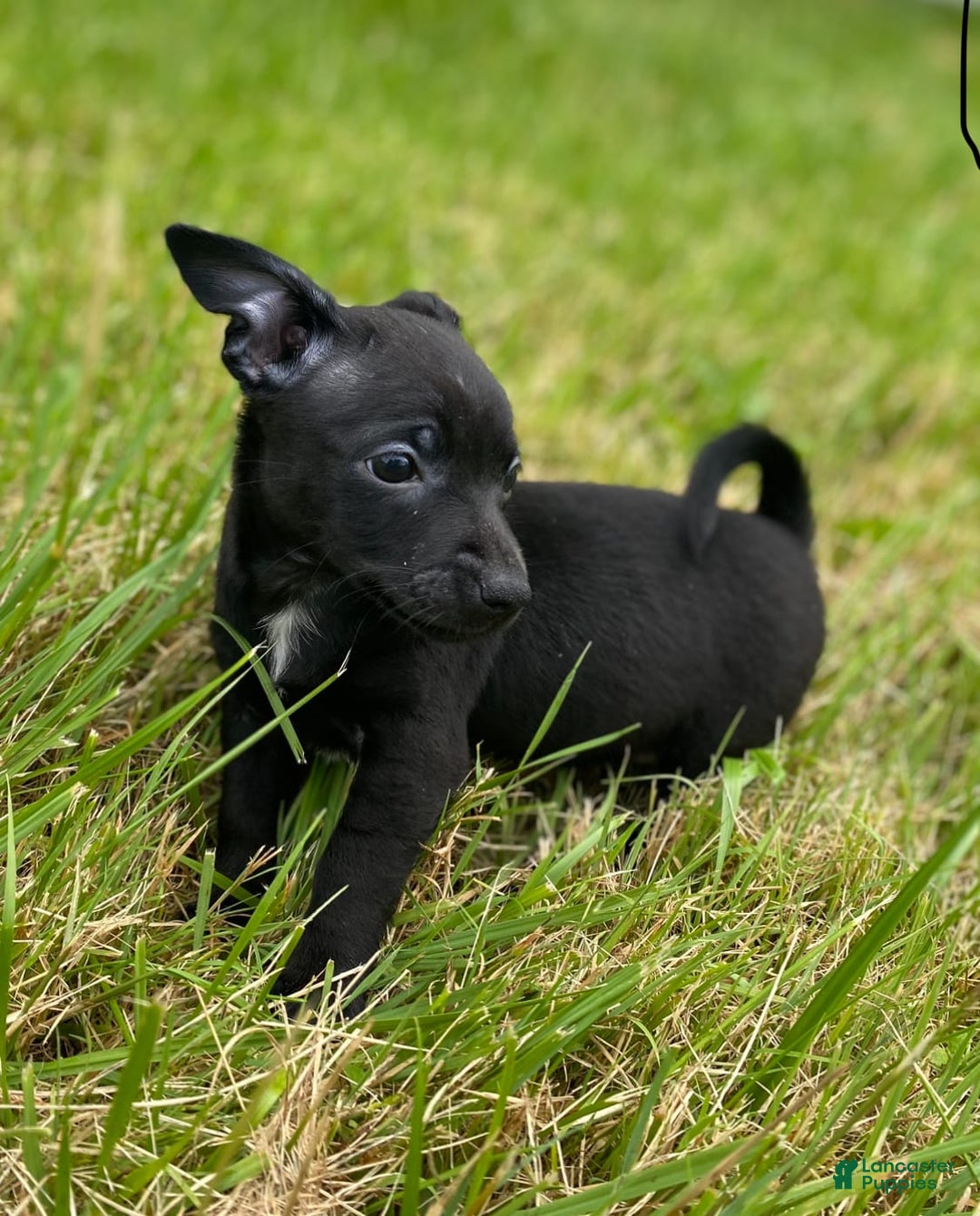 Chihuahua dogs for sale: Suki - Image 1