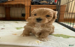 Maltipoo dogs for sale: Maya - Image 1