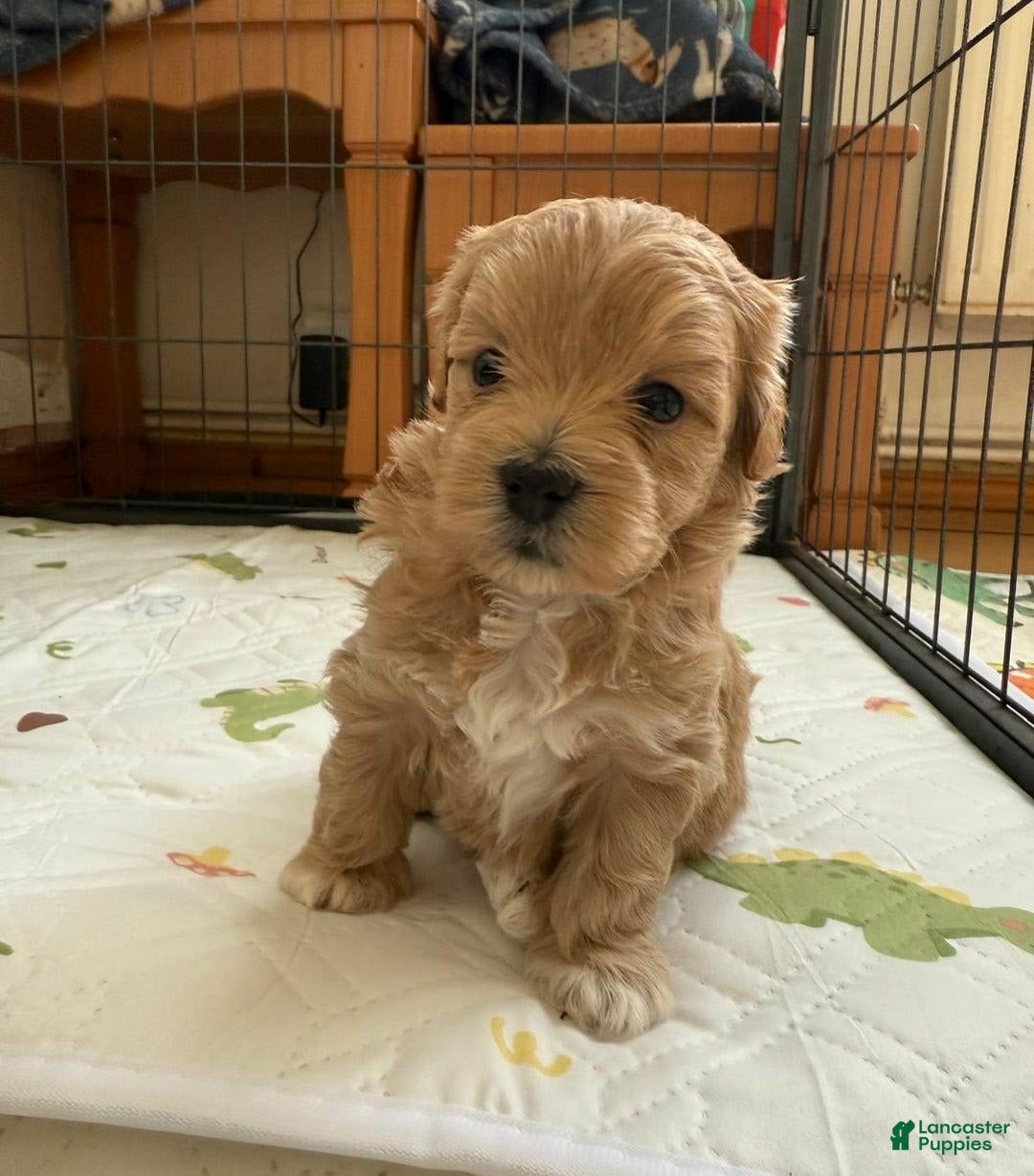 Maltipoo dogs for sale: Maya - Image 1