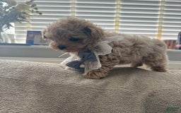 Maltipoo dogs for sale: Lora - Image 3