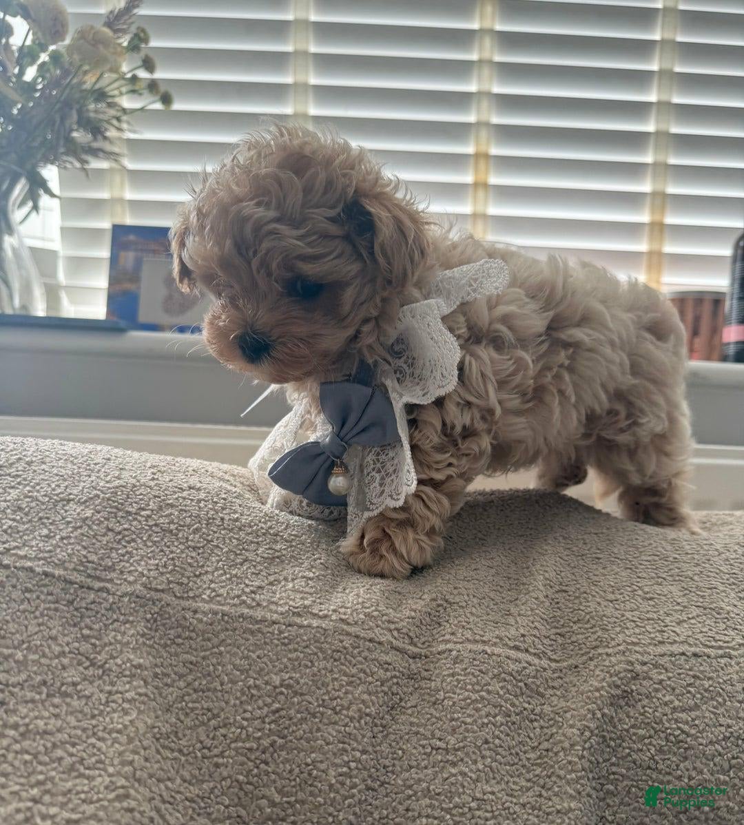 Maltipoo dogs for sale: Lora - Image 3