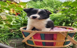 Border Collie dogs for sale: Dasiy - Image 3