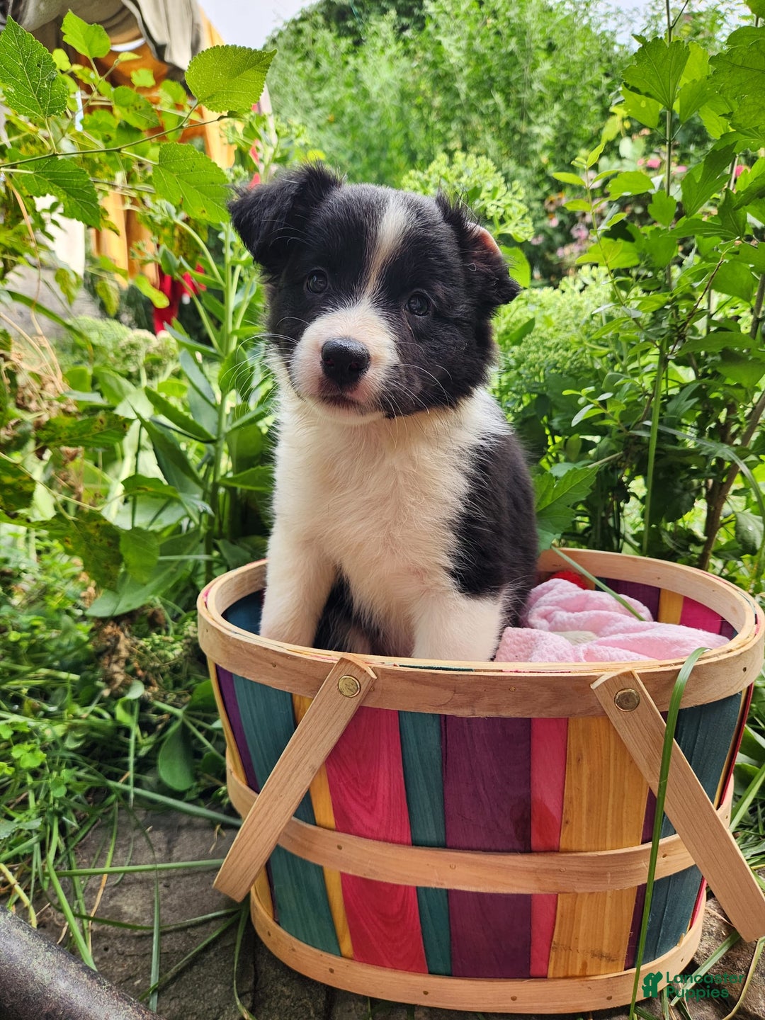 Border Collie dogs for sale: Dasiy - Image 3