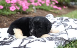 Newfoundland dogs for sale: Bizzard - Image 5