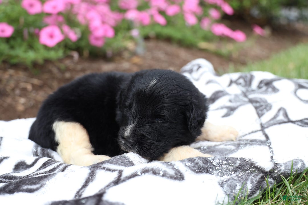 Newfoundland dogs for sale: Bizzard - Image 5