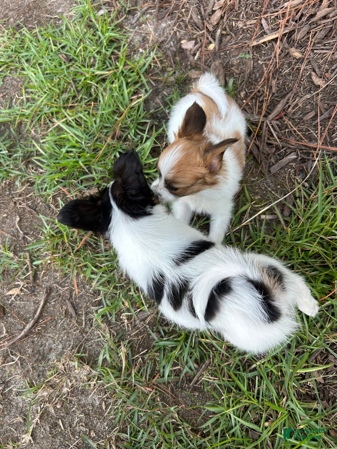 Papillon dogs for sale: Female Puppy 1 - Image 2