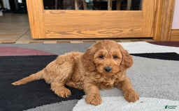 Cockapoo dogs for sale: Manny - Image 10