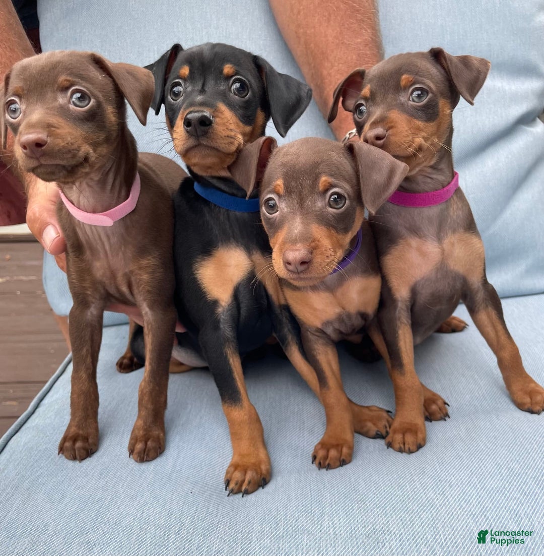 Miniature Pinscher dogs for sale: Ophelia - Image 5