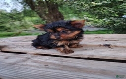 Yorkshire Terrier dogs for sale: Shep - Image 19