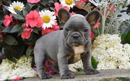 French Bulldog dogs for sale: French Bulldog 5 puppies - Image 6