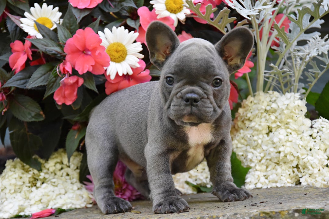 French Bulldog dogs for sale: French Bulldog 5 puppies - Image 6