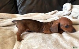 Miniature Dachshund dogs for sale: Miniature Dachshund 3 puppies - Image 2